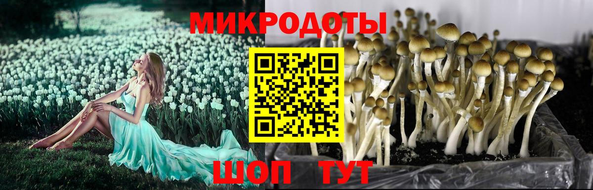Галлюциногенные грибы Cubensis Карачаевск